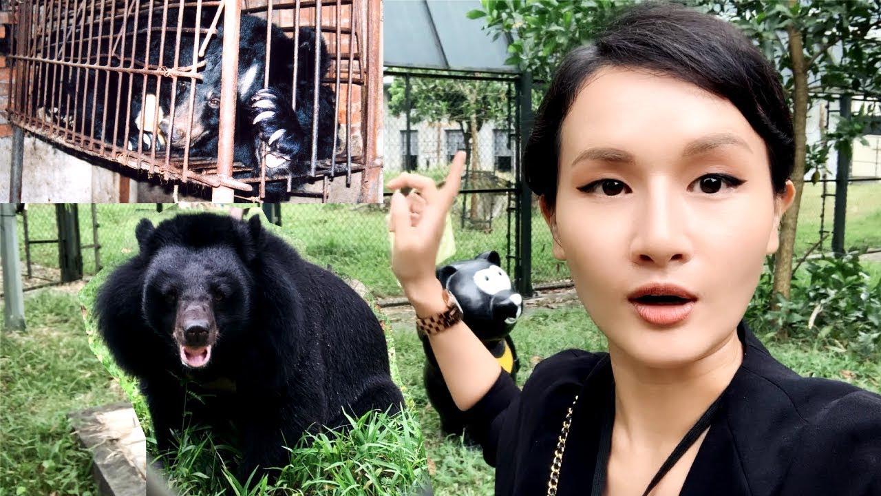 Chuyến thăm gấu của vlogger